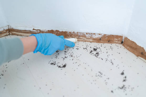 Best Flea Control Services  in Williamsville, NY